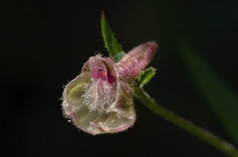 California Larkspur • Delphinium californicum