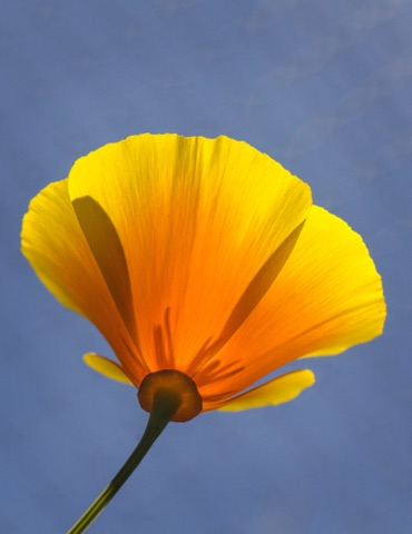 California Poppy • Eschscholzia californica
