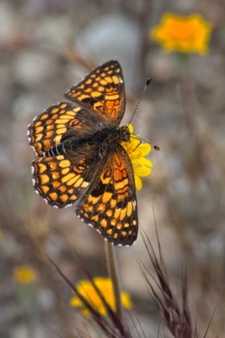 Mylitta Crescent Butterfly on Yellow Pincushion • Chaenactis glabriuscula