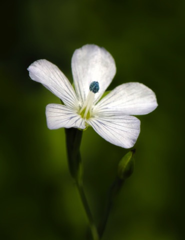 Flax Flowered Linanthus • Leptosiphon liniflorus