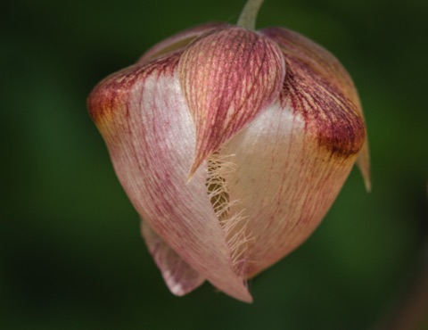 Globe Lily • Calochortus alba