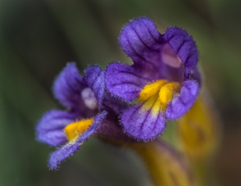 Naked Broomrape • Orobanche uniflora