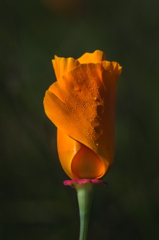 California Poppy • Eschscholzia californica