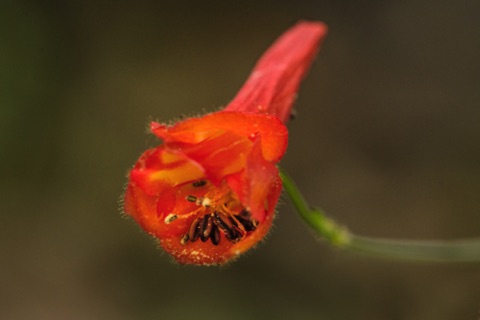 Scarlet Larkspur • Delphinium nudicaule