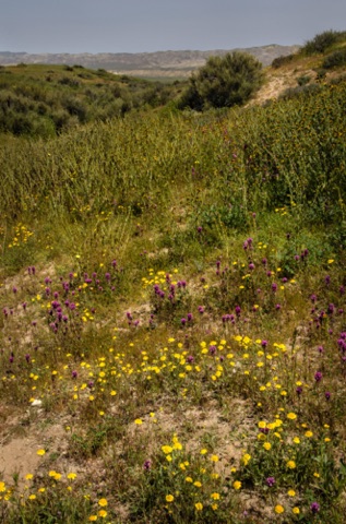 Wildflower mix