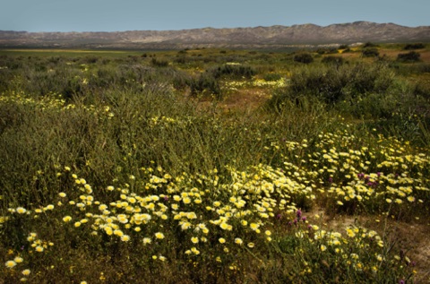 Desert Dandelions Desert Dandelions
