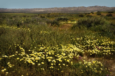 Desert Dandelions