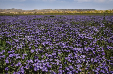 Great Valley Phacelia Great Valley Phacelia