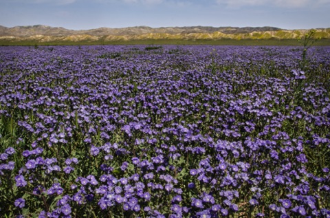 Great Valley Phacelia