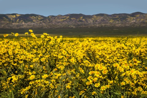 Hillside Daisies