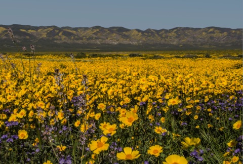 Coreopsis and Phacelia Coreopsis and Phacelia