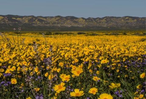 Coreopsis and Phacelia