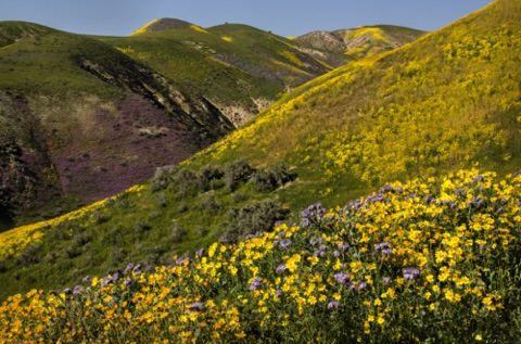 Hillside Daisies and Tansy Phacelia Hillside Daisies and Tansy Phacelia