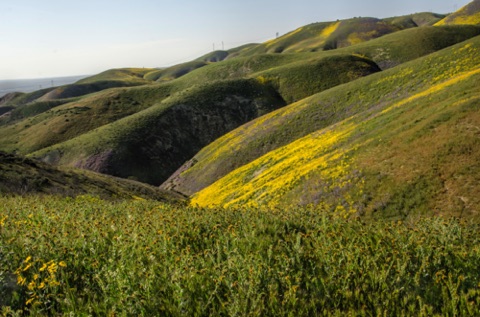 Fiddleneck