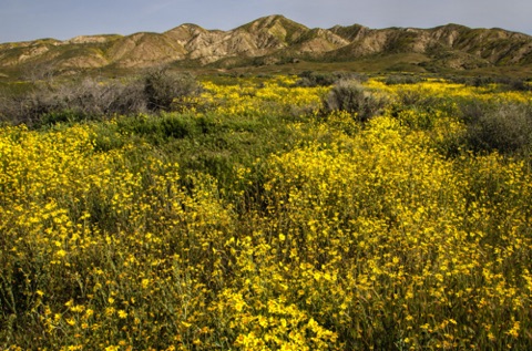 Hillside Daisies