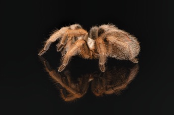 Arizona Blonde Tarantula