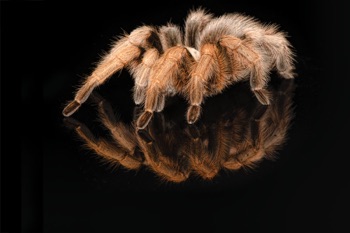 Arizona Blonde Tarantula