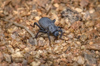 Blue Death Feigning Beetle