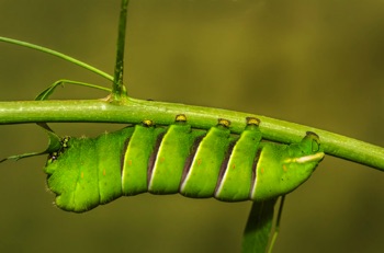 Giant Silkworm Moth Caterpillar