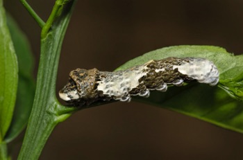 Giant Swallowtail Caterpillar