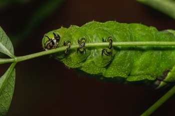 Giant Silkworm Moth Caterpillar