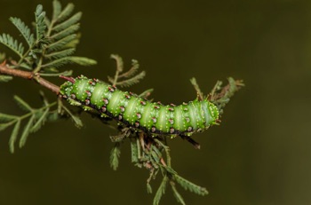Green Caterpillar?