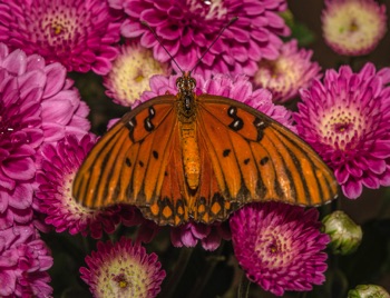 Gulf Fritillary