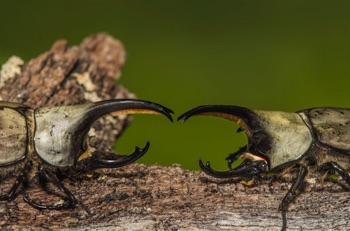 Hercules Beetles