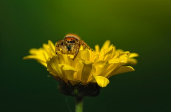 Jumping Spider