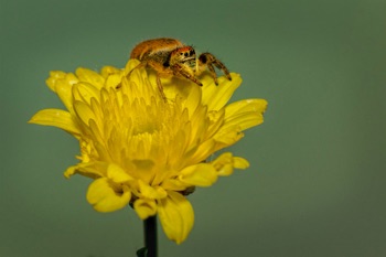 Jumping Spider