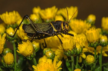 Lubber Grasshopper