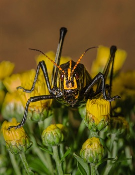 Lubber Grasshopper