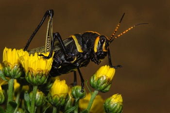 Lubber Grasshopper