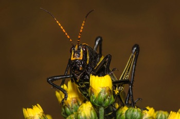 Lubber Grasshopper