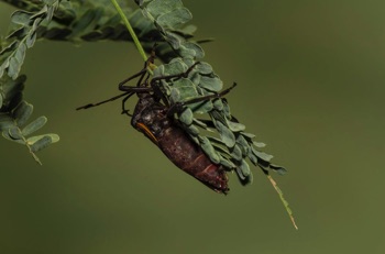 Giant Mesquite Bug