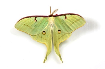 Moth 3