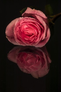 Rose 1