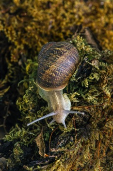 Snail