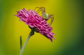 Green Linx Spider