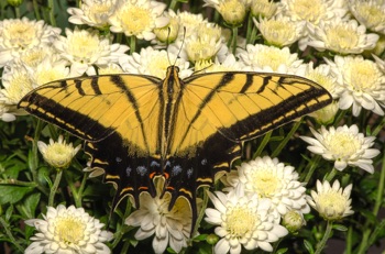 Two-Tailed Swallowtail