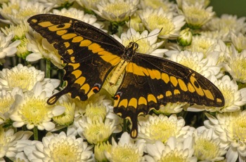 Western Giant Swallowtail