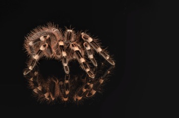 White Kneed Tarantula