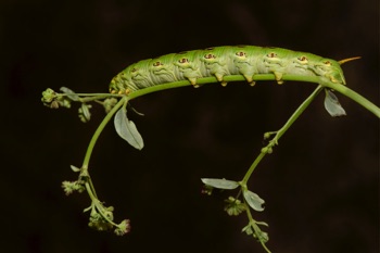 White Lined Sphinx Caterpillar