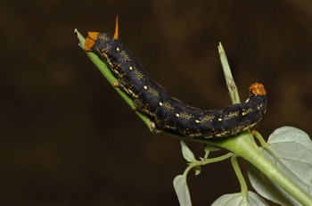 White Lined Sphinx Caterpillar