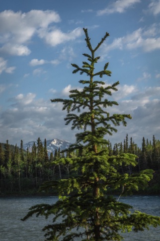 Along the Nenana River outside our dining room