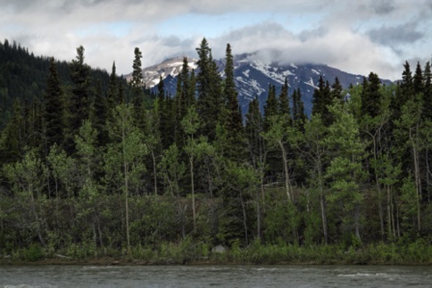 View along the Nenana River