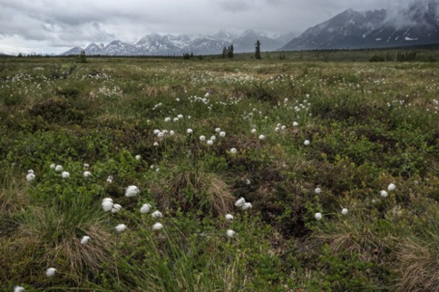 Field of Cottonballs