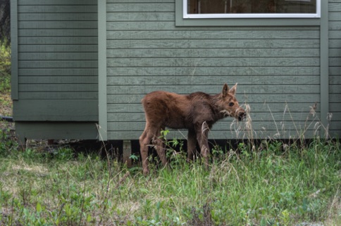 Baby moose