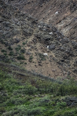 Dall sheep