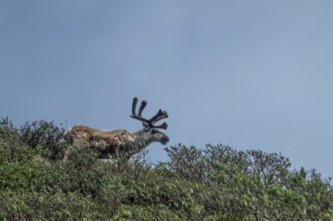 Caribou